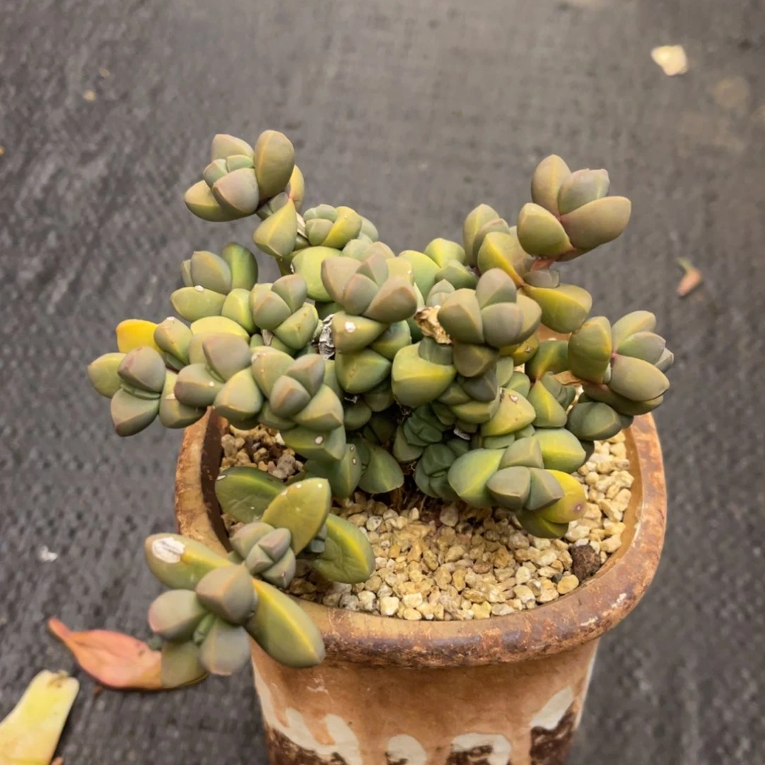 心**情686868686868