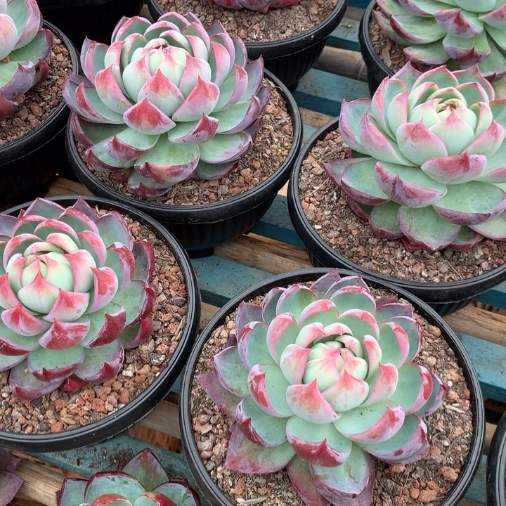 超大惊鸿仙子19.99