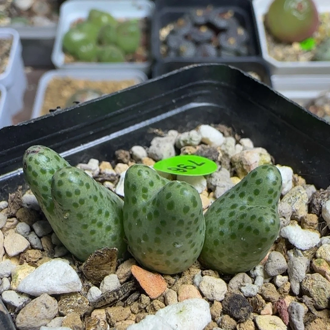 弹弓斑马群多肉植物796
