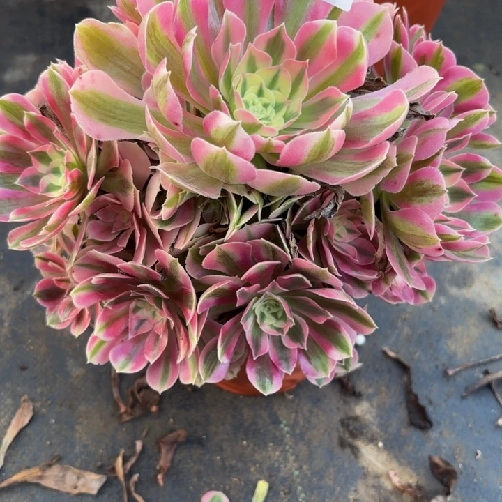 瑞妈多肉园艺489。女巫