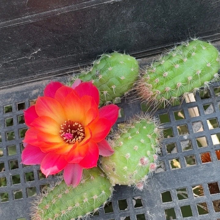 211白檀370虫咬一个无根侧牙，20包邮