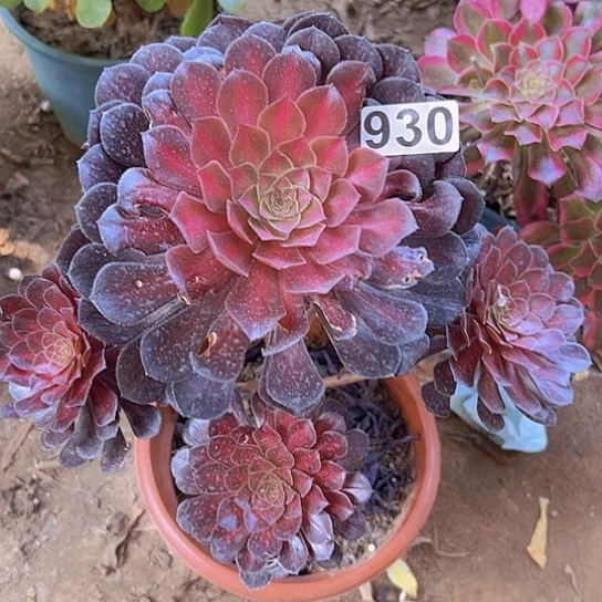 @***啡一颗多肉植物植物