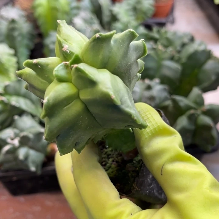 鸾凤玉实生角优1棵