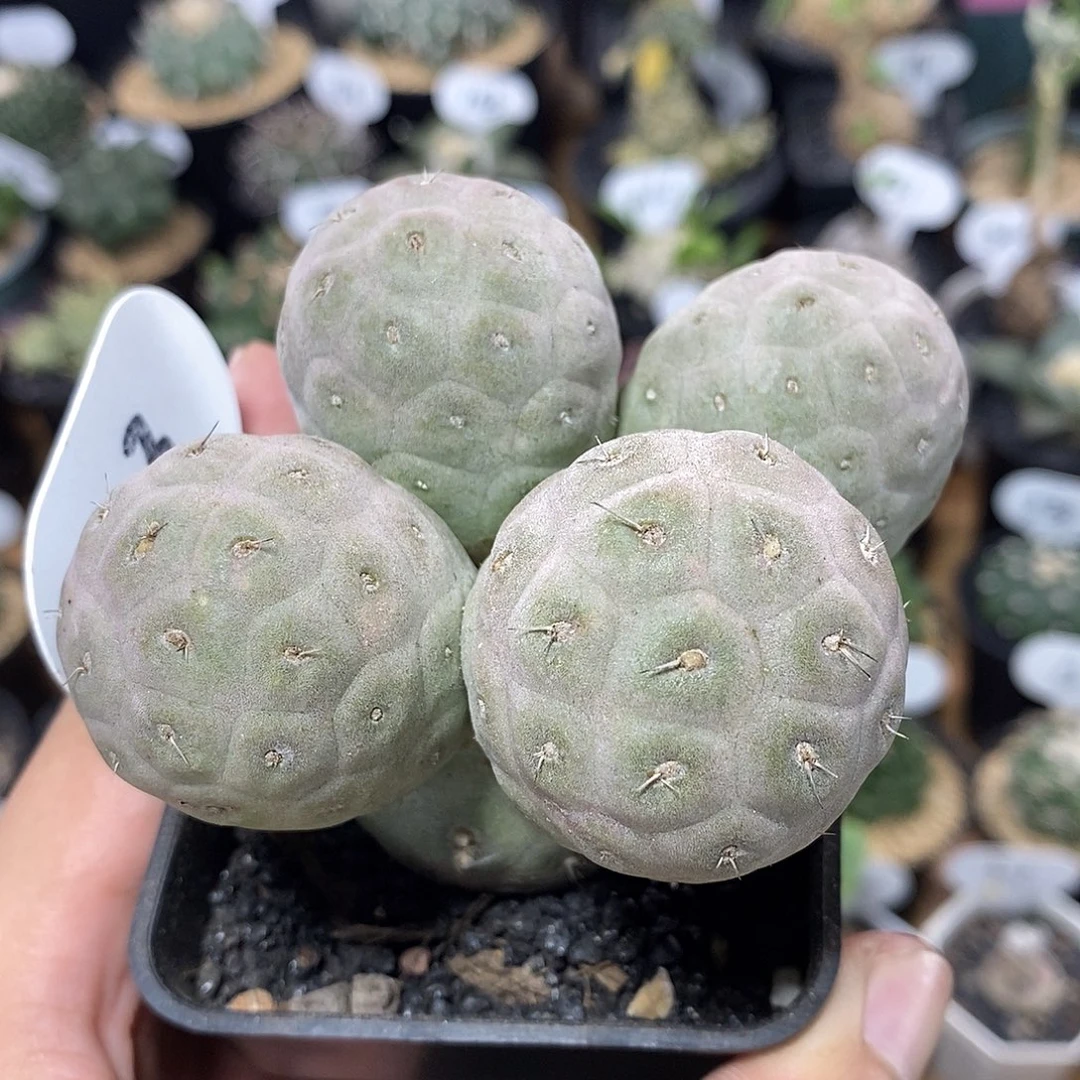 群生五头习志野103号9cm