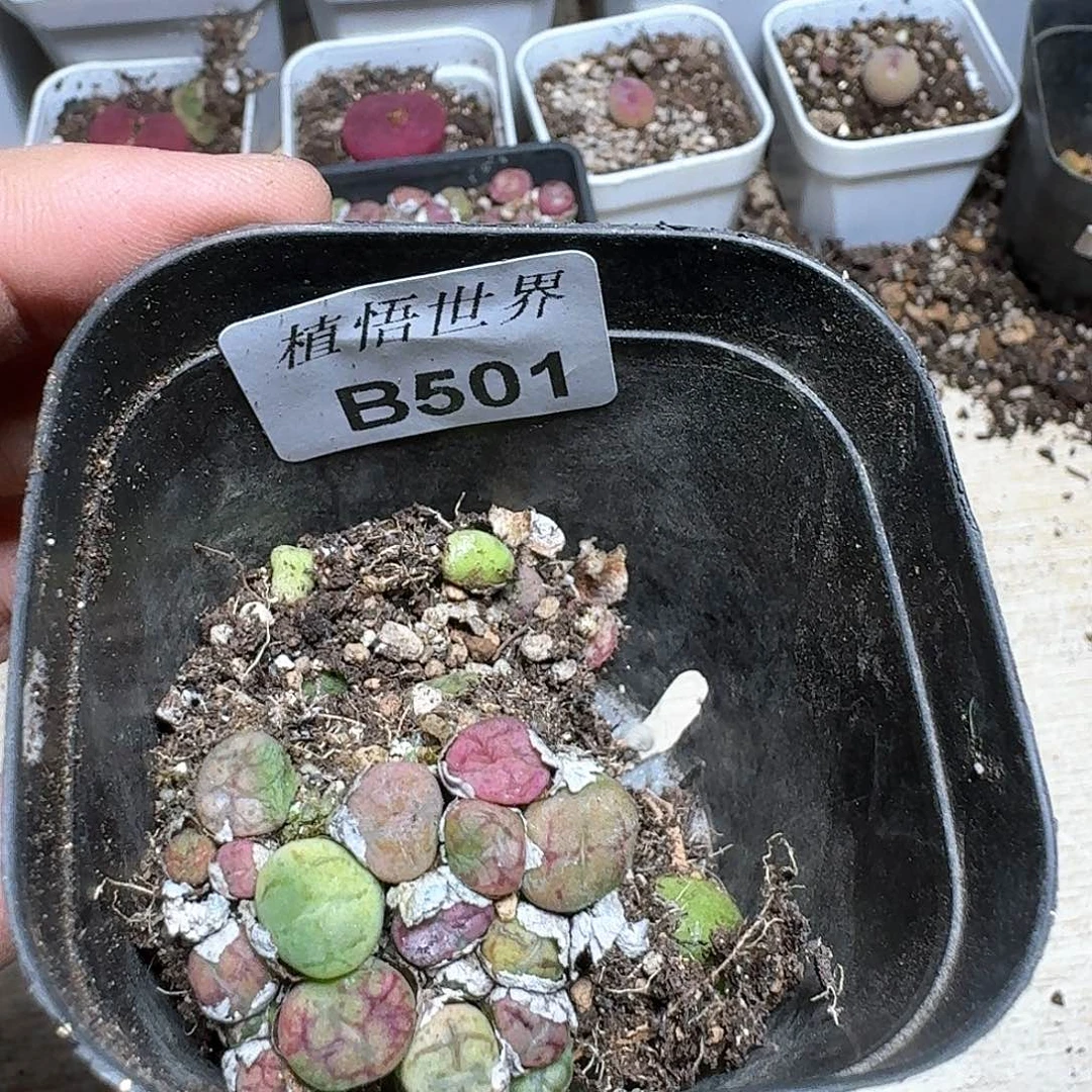 501号多肉植物哇dv v