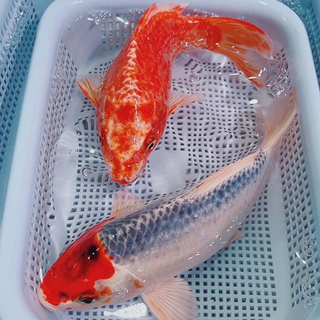 锦鲤锦鲤冷水鱼观赏113