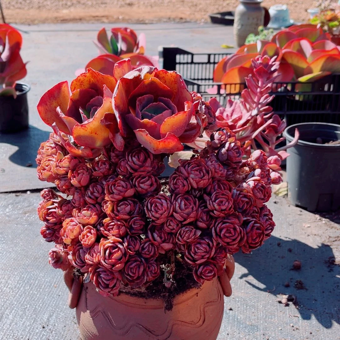 玫瑰秀妍大群一颗发货