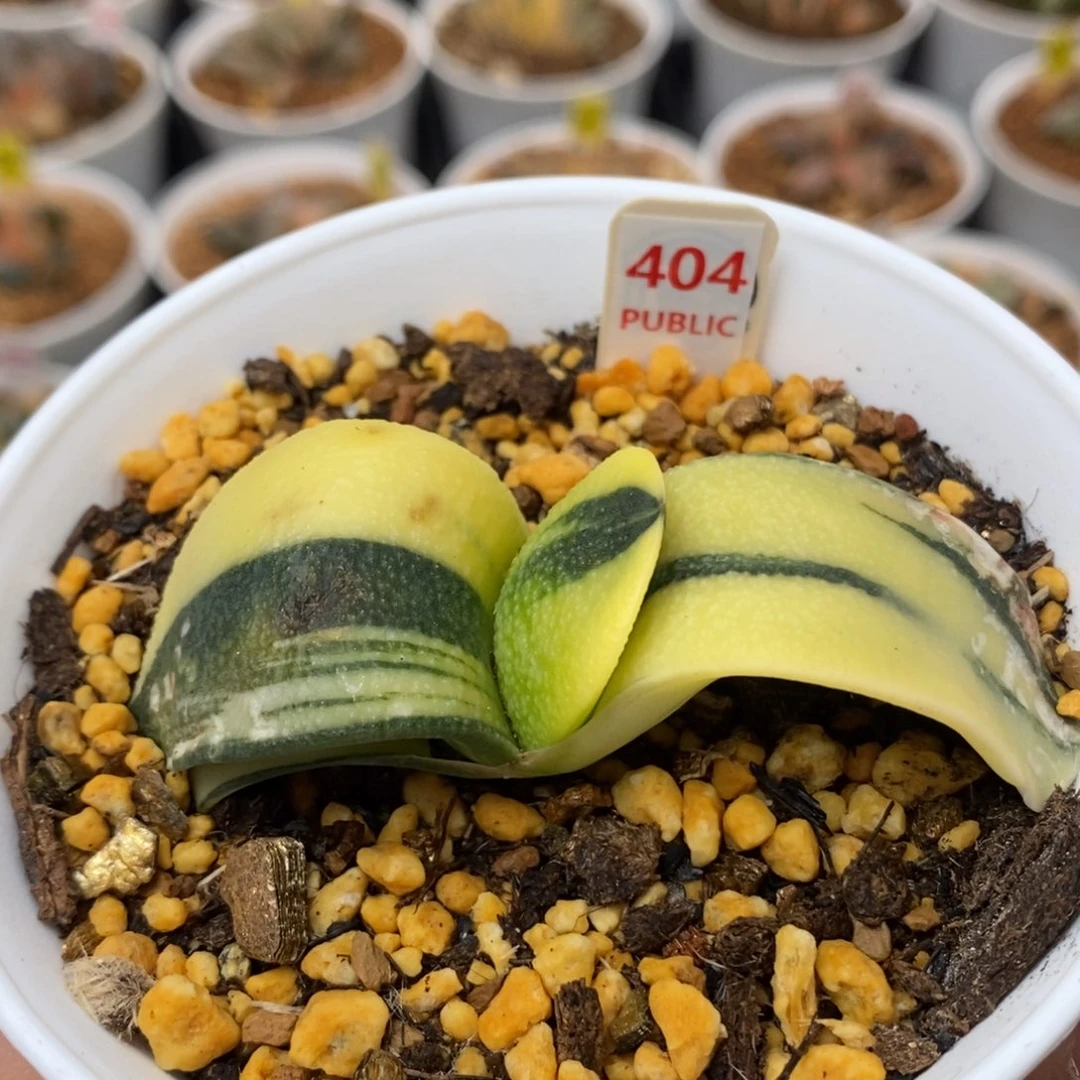 404珍珠卧牛锦一物一拍