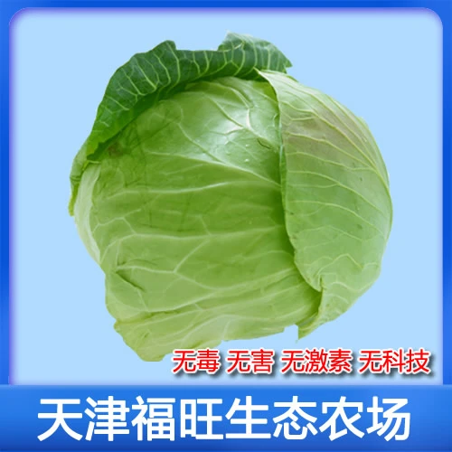 生态圆白菜[福旺农场顺丰包邮]