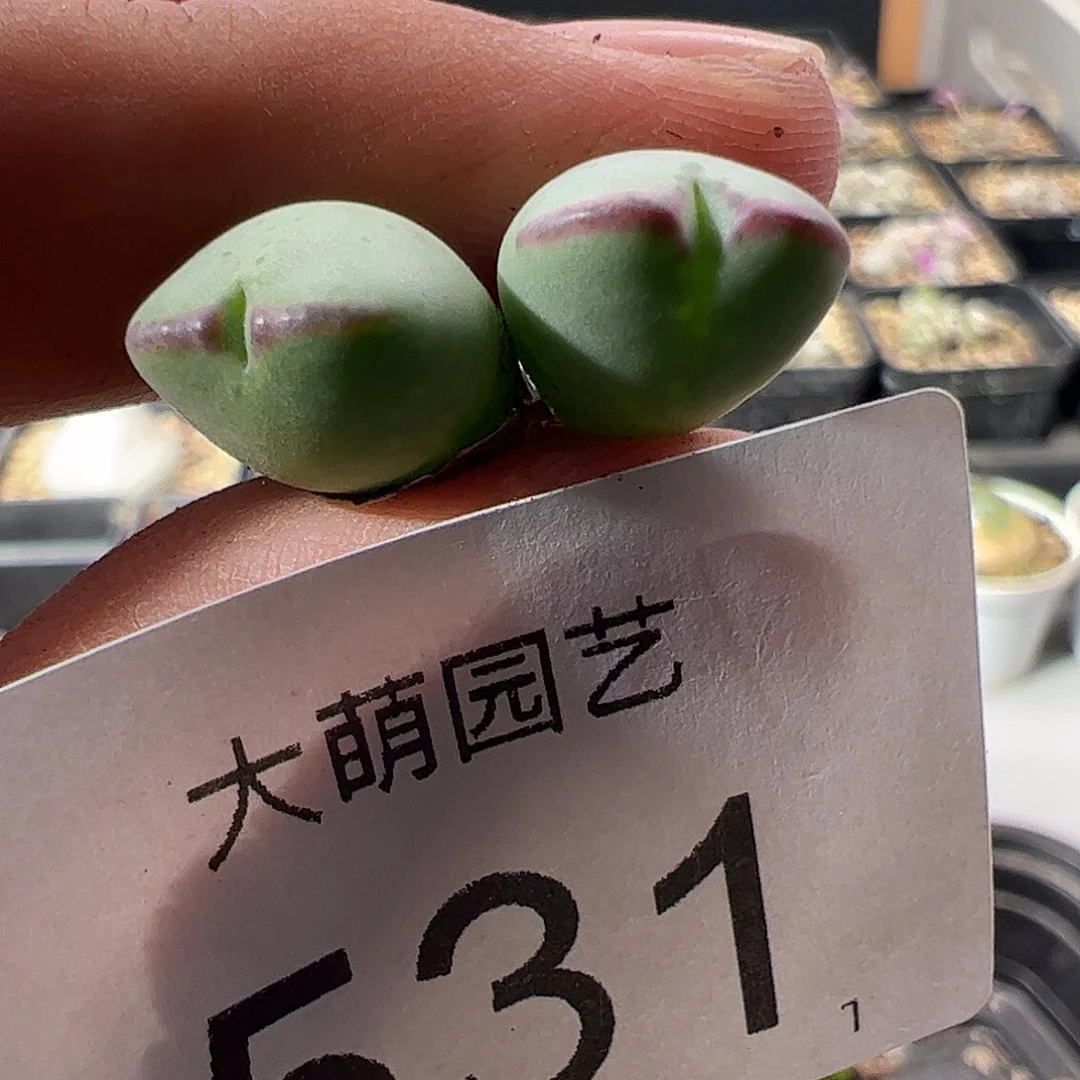 一物一拍，正版1414.71皮卡丘531