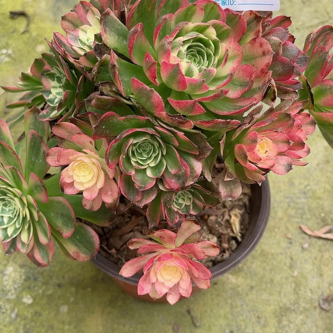 海*多肉植物海王766