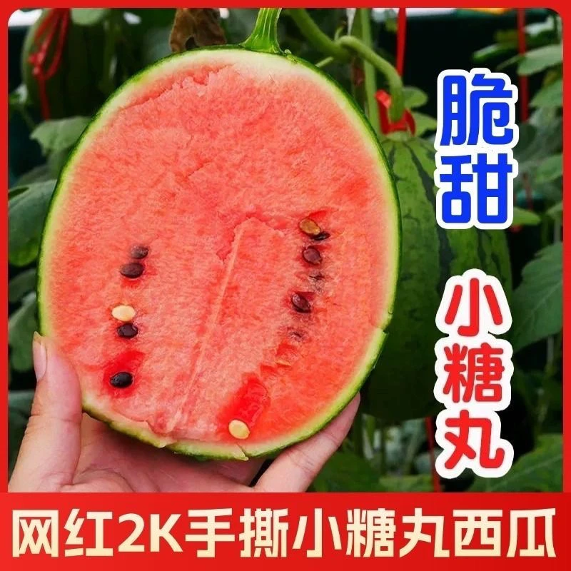 山东2k西瓜当季小糖丸（顺丰快递）