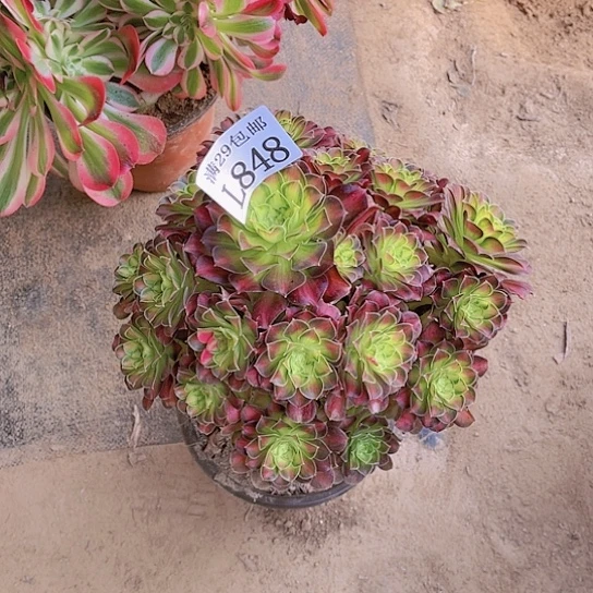 848韶华多肉植物
