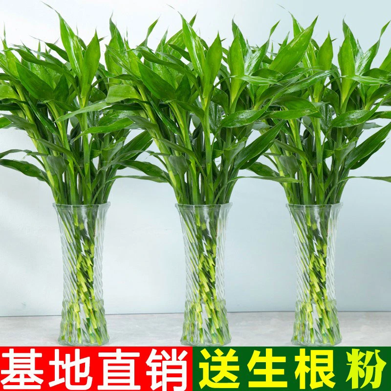 富贵竹水培植物客厅摆设竹子节节高绿萝绿植盆栽鲜花绿植