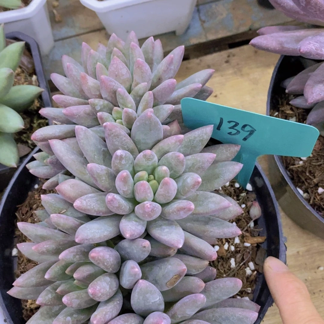 一物一拍，活动场，最后一场