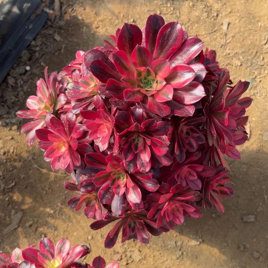 多肉植物美杜莎手捧