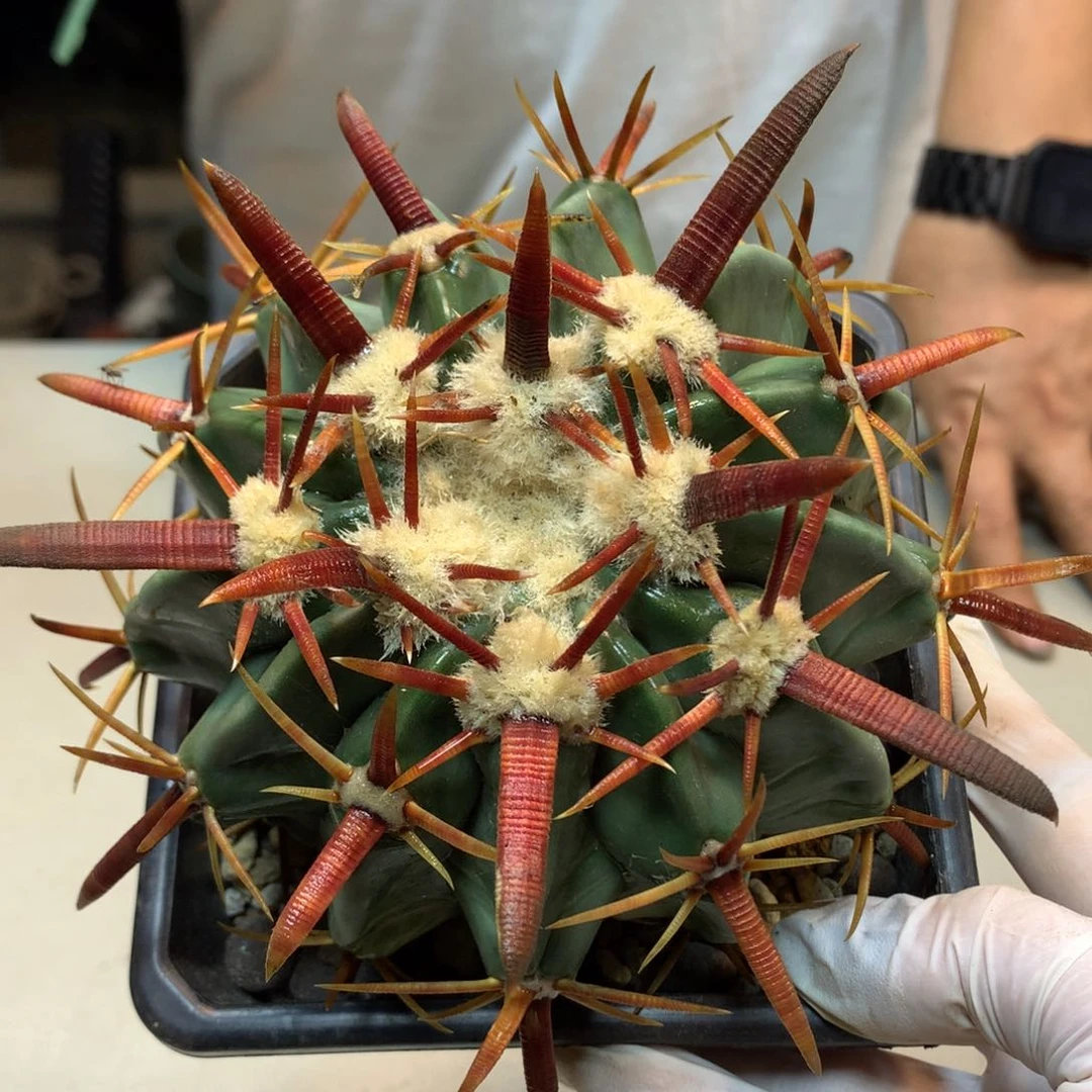 17号  实生   剑刺凌波 刺宽0.7公分