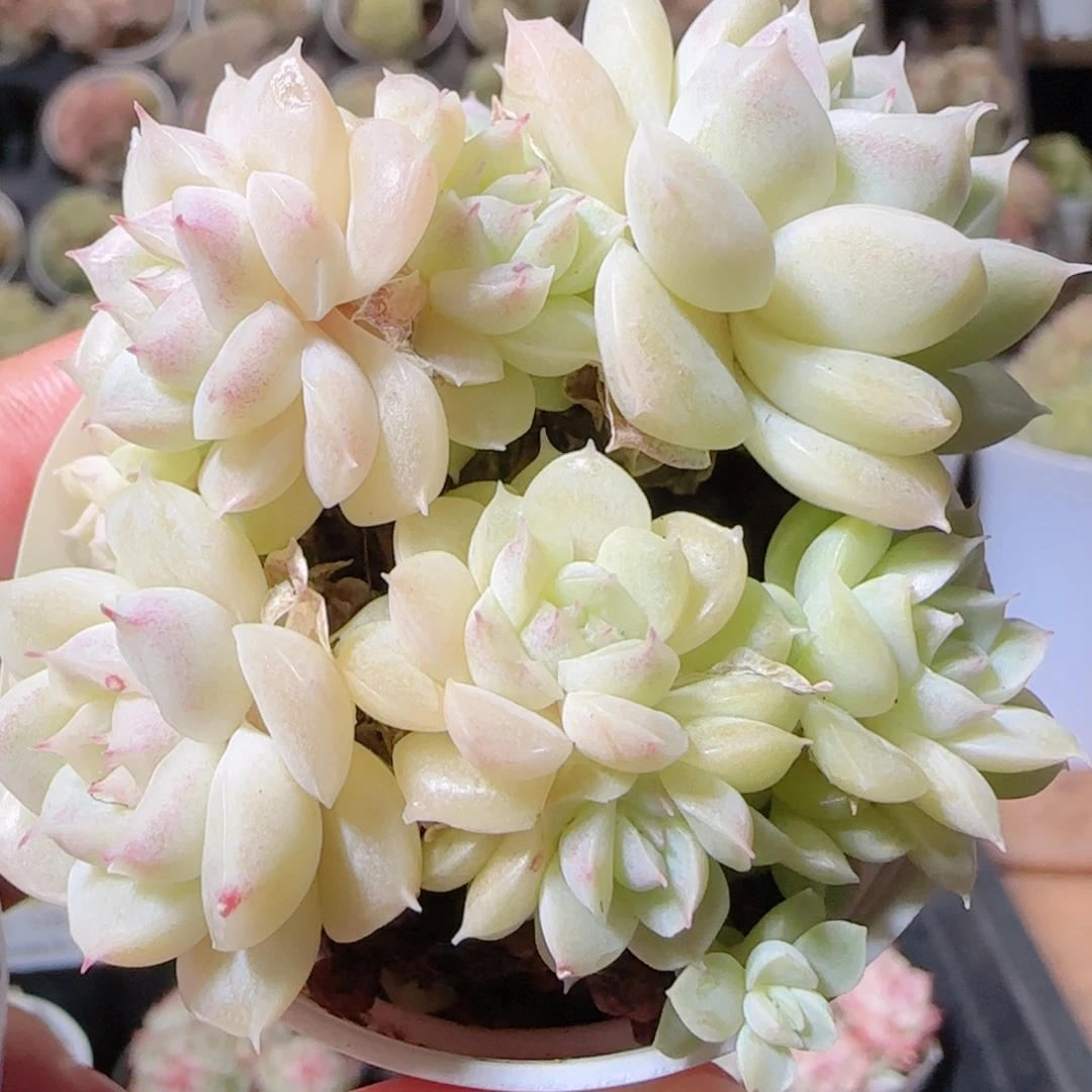 花语多肉1211-12散