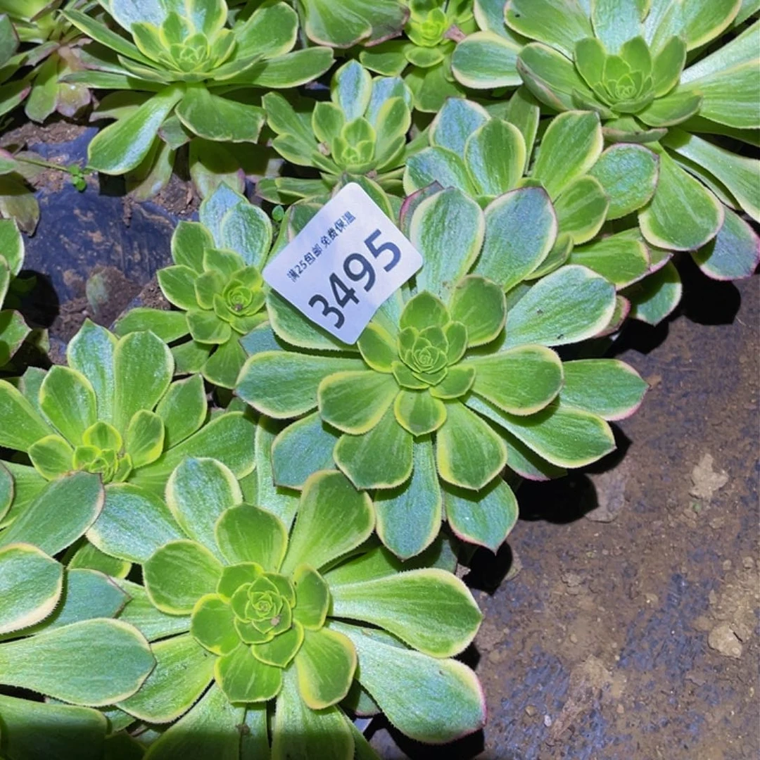 3495黄金万两多肉植物