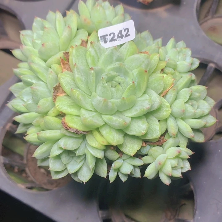 t242豹纹锦手捧脱土