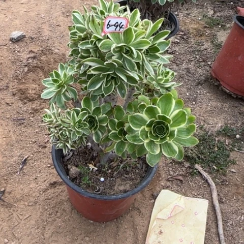 6-94大绿没有主头多肉植物