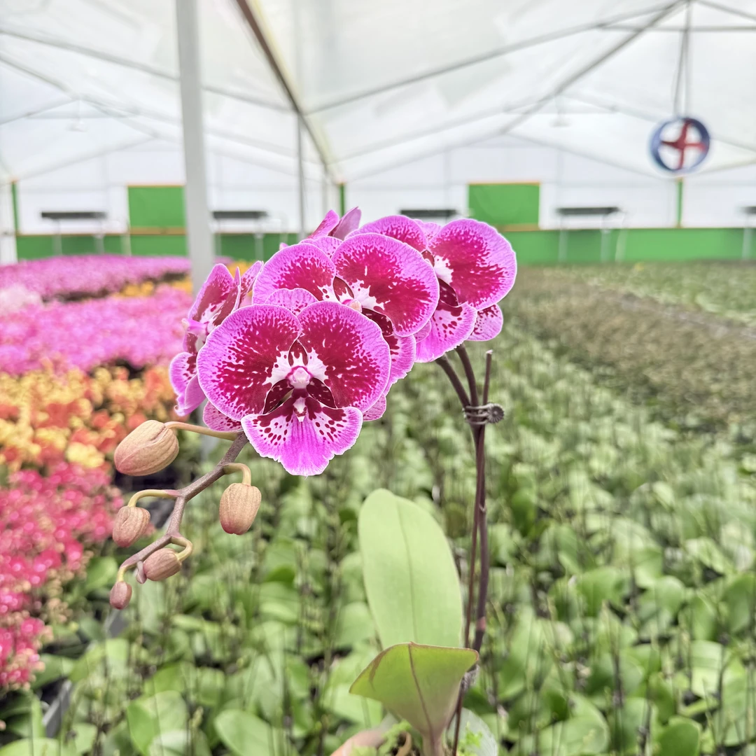 【魔鬼鱼】蝴蝶兰精品花卉 丝绒质感 带花带花苞 2.8寸大杯
