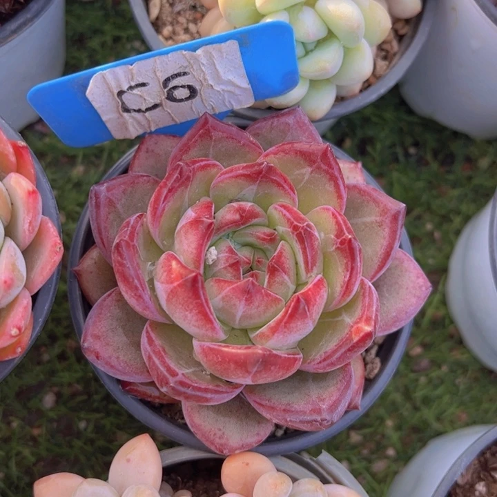 健健康康平平安安