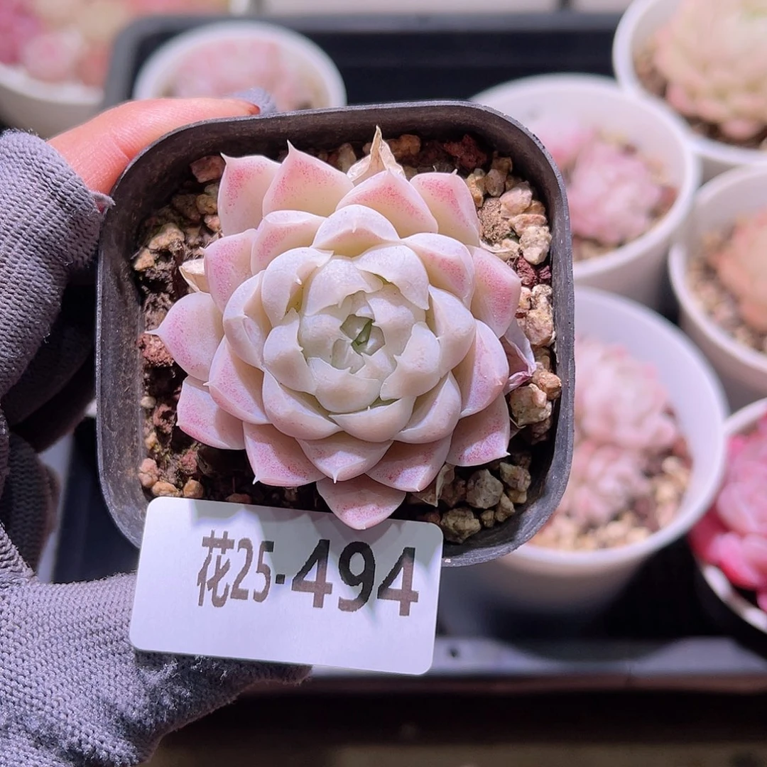 花25-494白月影含盆土