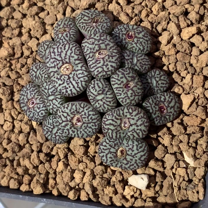 精品多肉植物精品多肉墨小锥