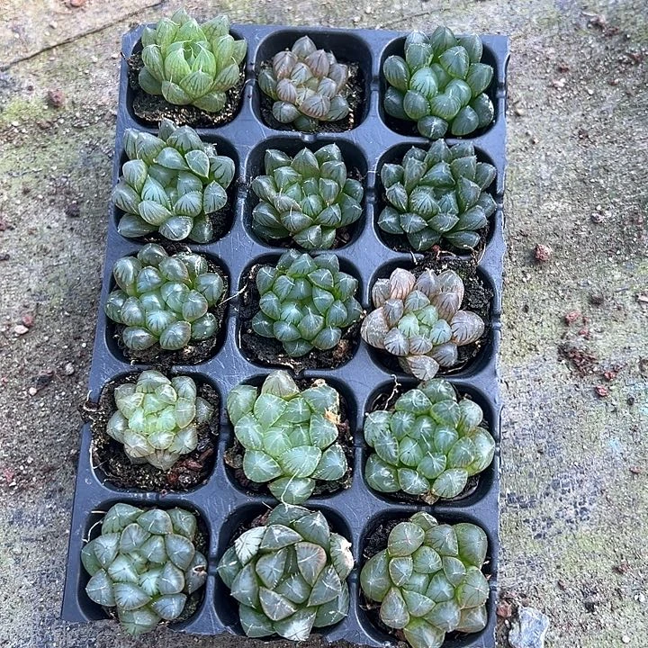 105孔玉露15颗带穴盘量拍