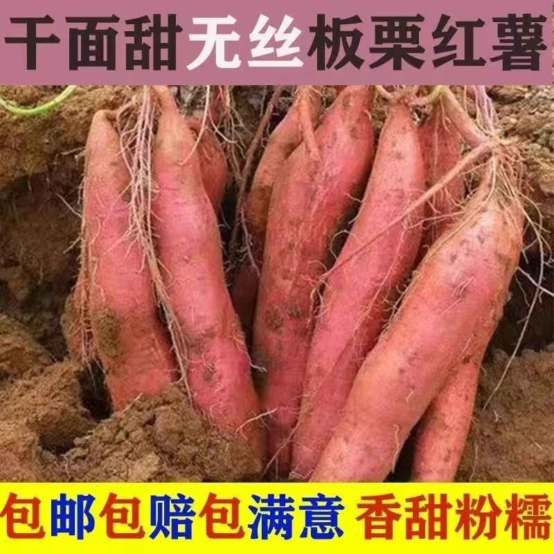 山西运城张良粉面香甜板栗红薯干面香甜黄河滩地新鲜现挖