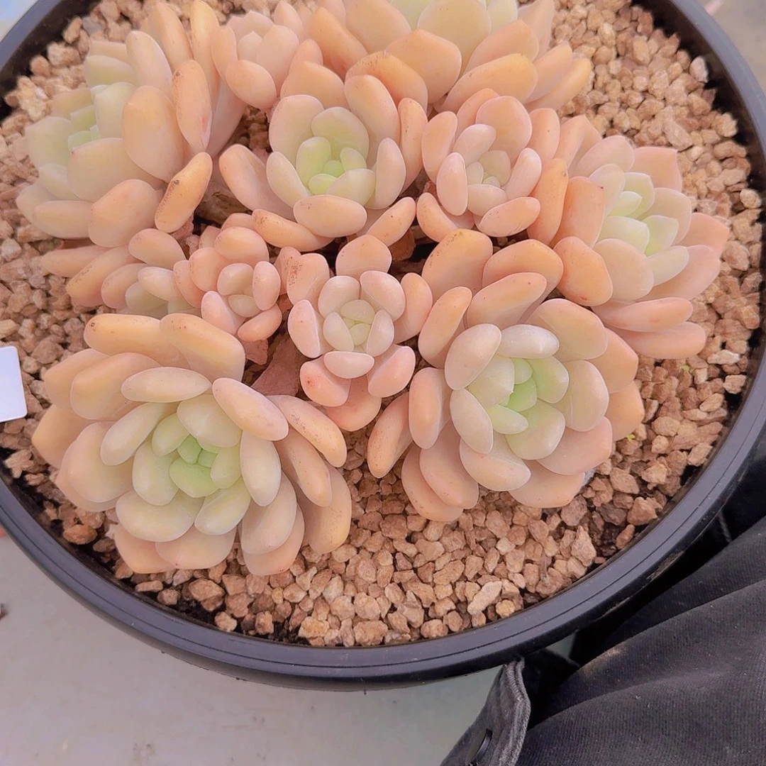 1807冰橙多肉植物