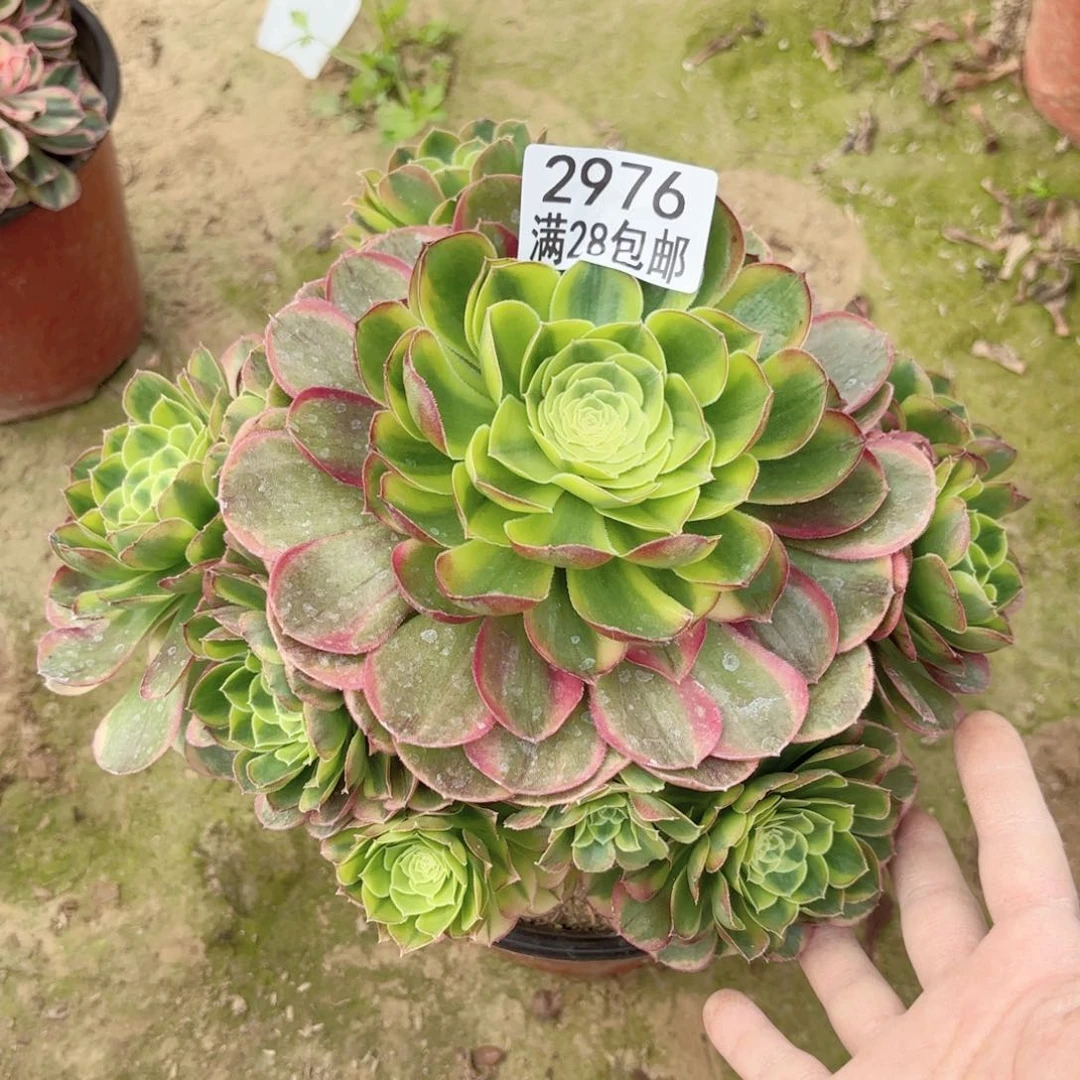 2976万奶白多肉12111