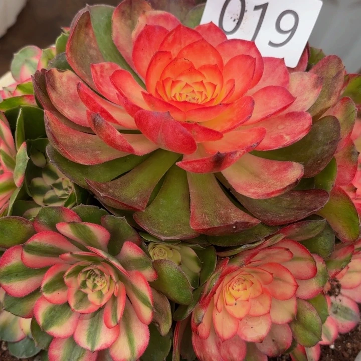 哈哈多肉葡萄福利来019