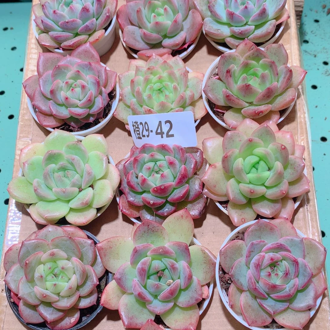 29-42一物一拍多肉带盆18颗