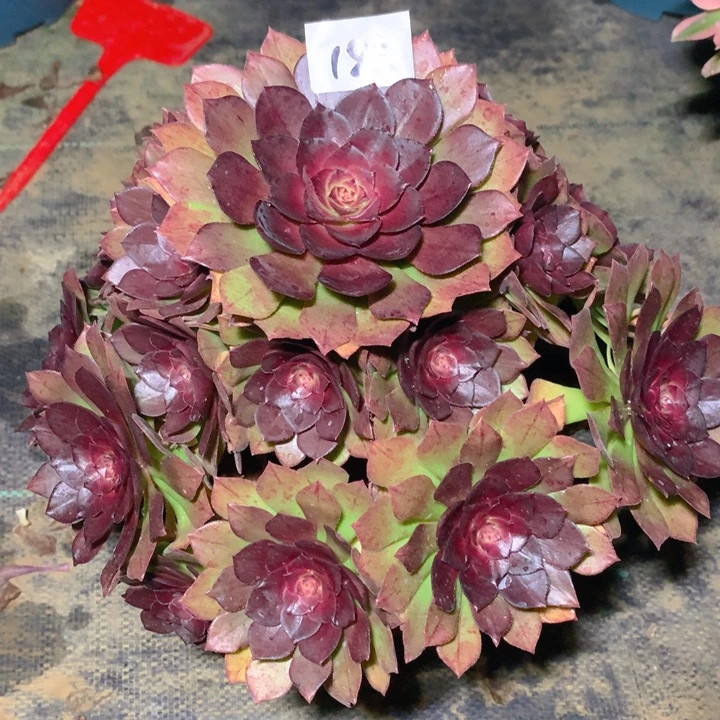 185红魔精品法师多肉