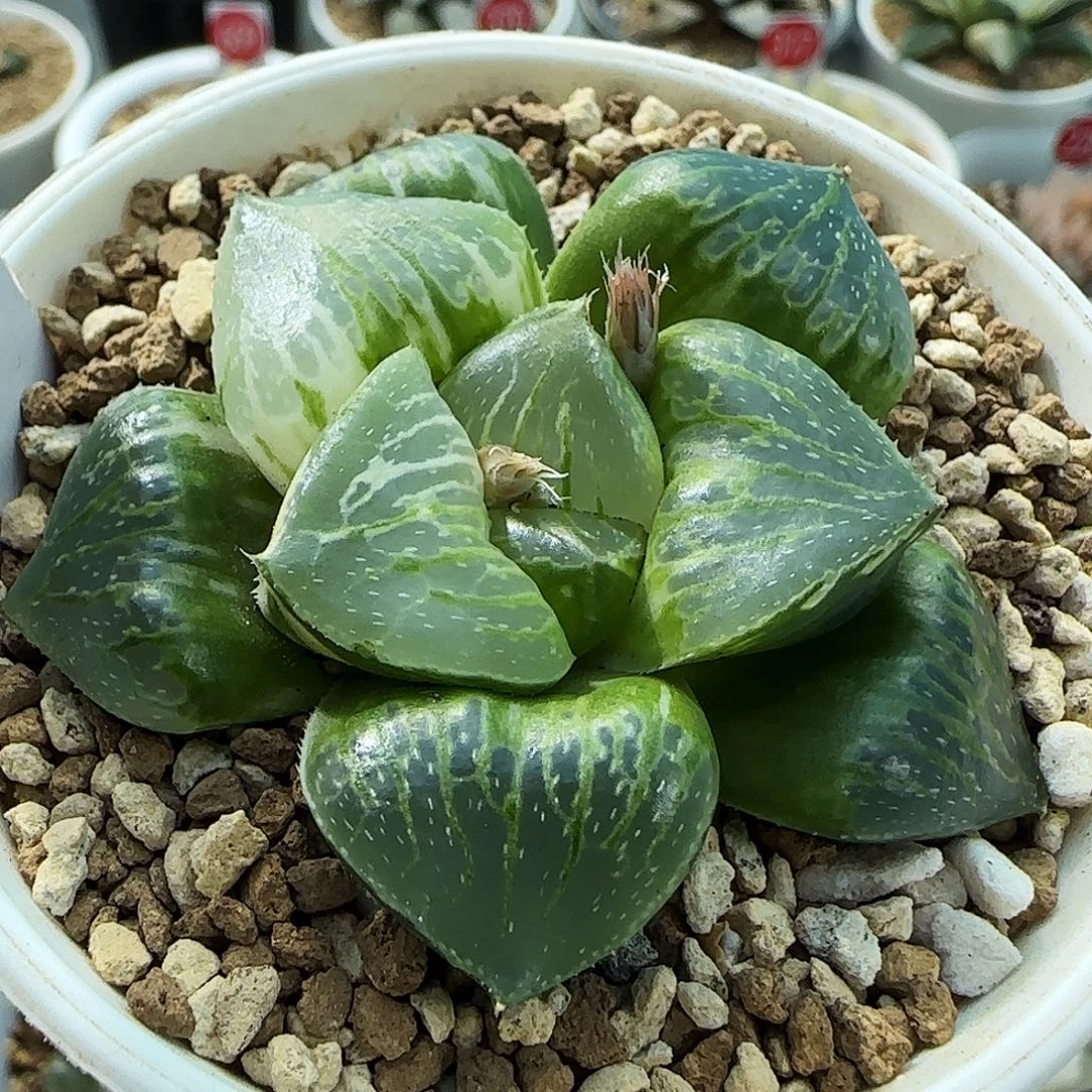 507号日月潭实生锦6.5左右一物一拍带盆