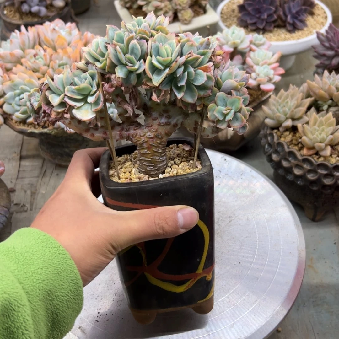 花蝴蝶38 零零多肉植物