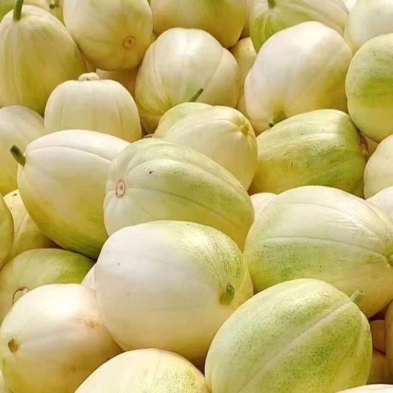 大连陆地香瓜新鲜采摘口感香甜 京东快递送货上门