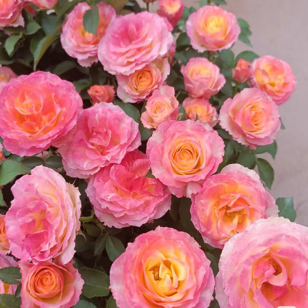 花园宝藏月季 中苗勤花丰花月季盆栽抗病好养月季