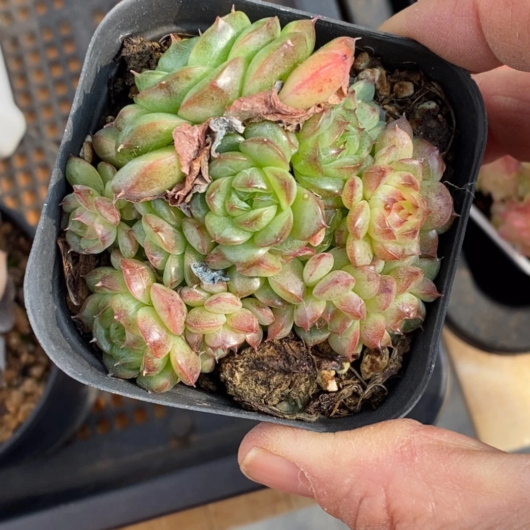 精品多肉一物一拍不包整309