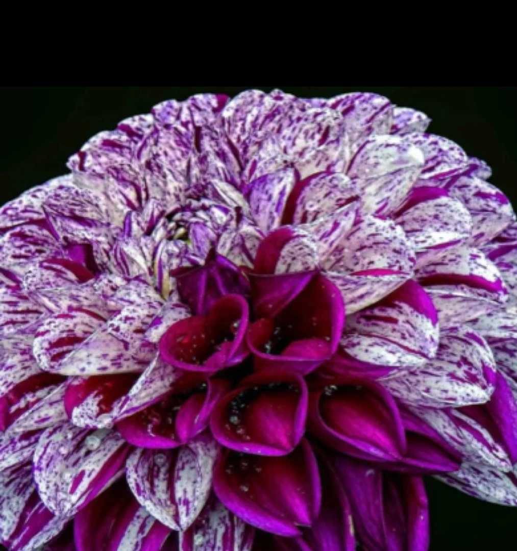 【紫色盛典】盆栽地栽多年生草本好养护好种植四季种植大丽花