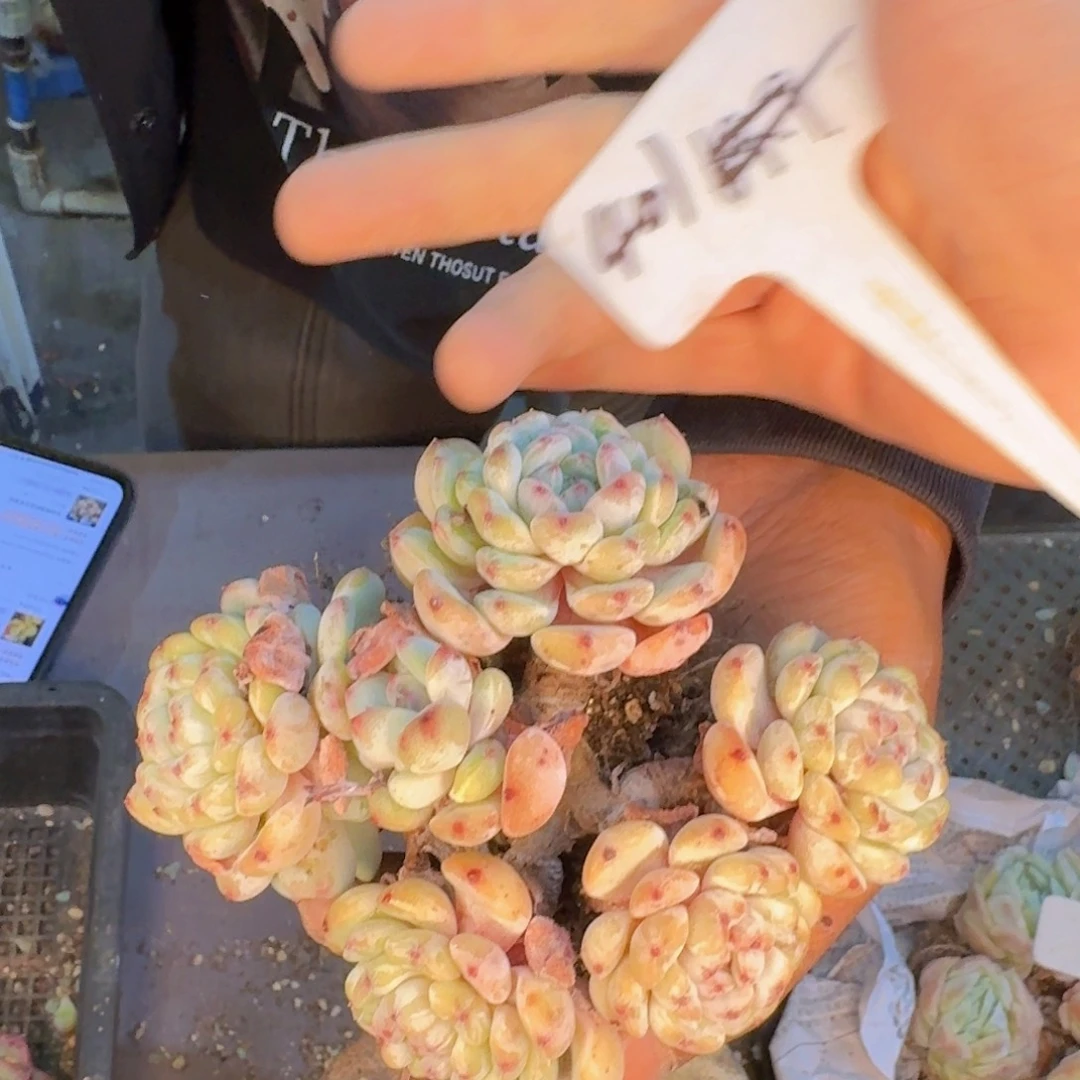 多肉植物的生长发育和生长