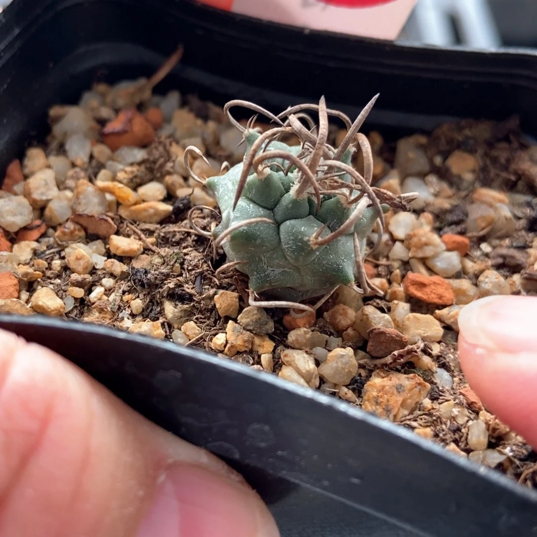 优选粗碳刺娇丽一颗仙人球