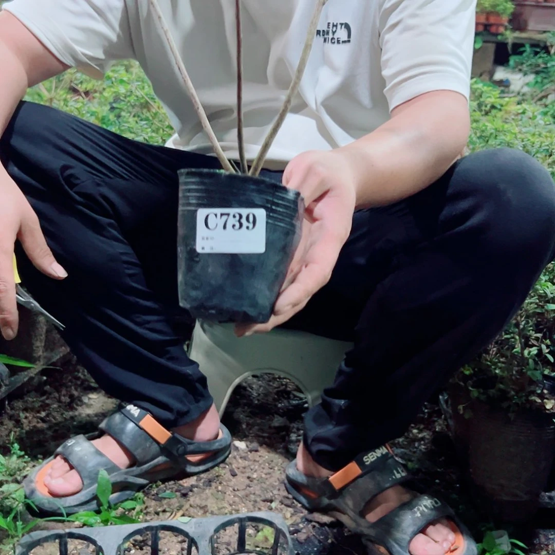 完全开放杜鹃花科植物大