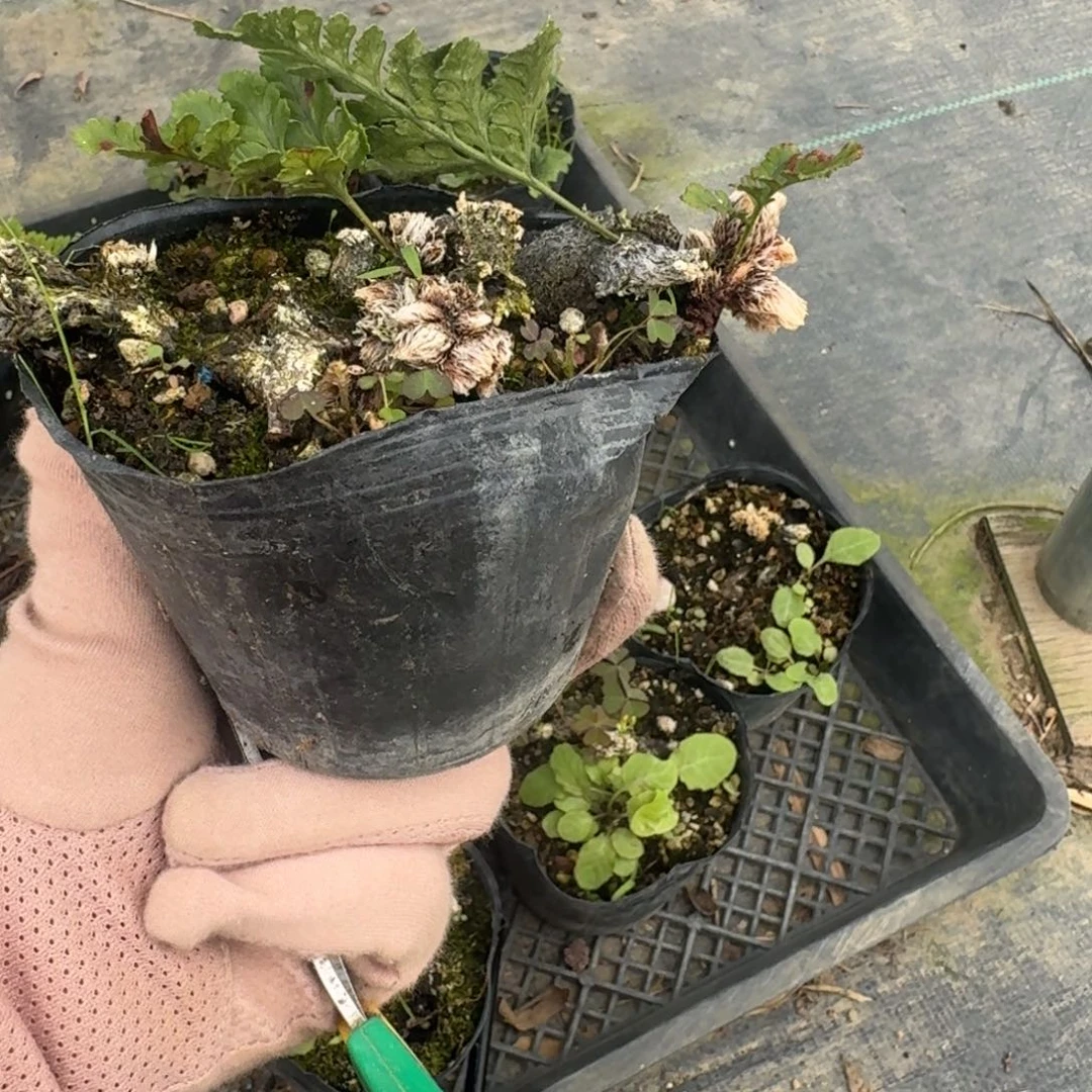 求**仁猫爪顺丰到付。