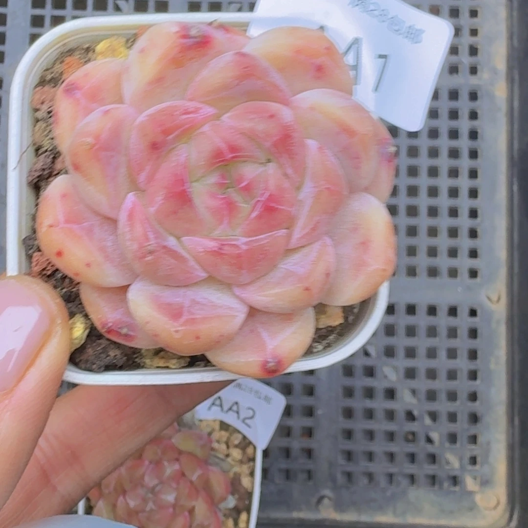 珍妮一颗带盆发货