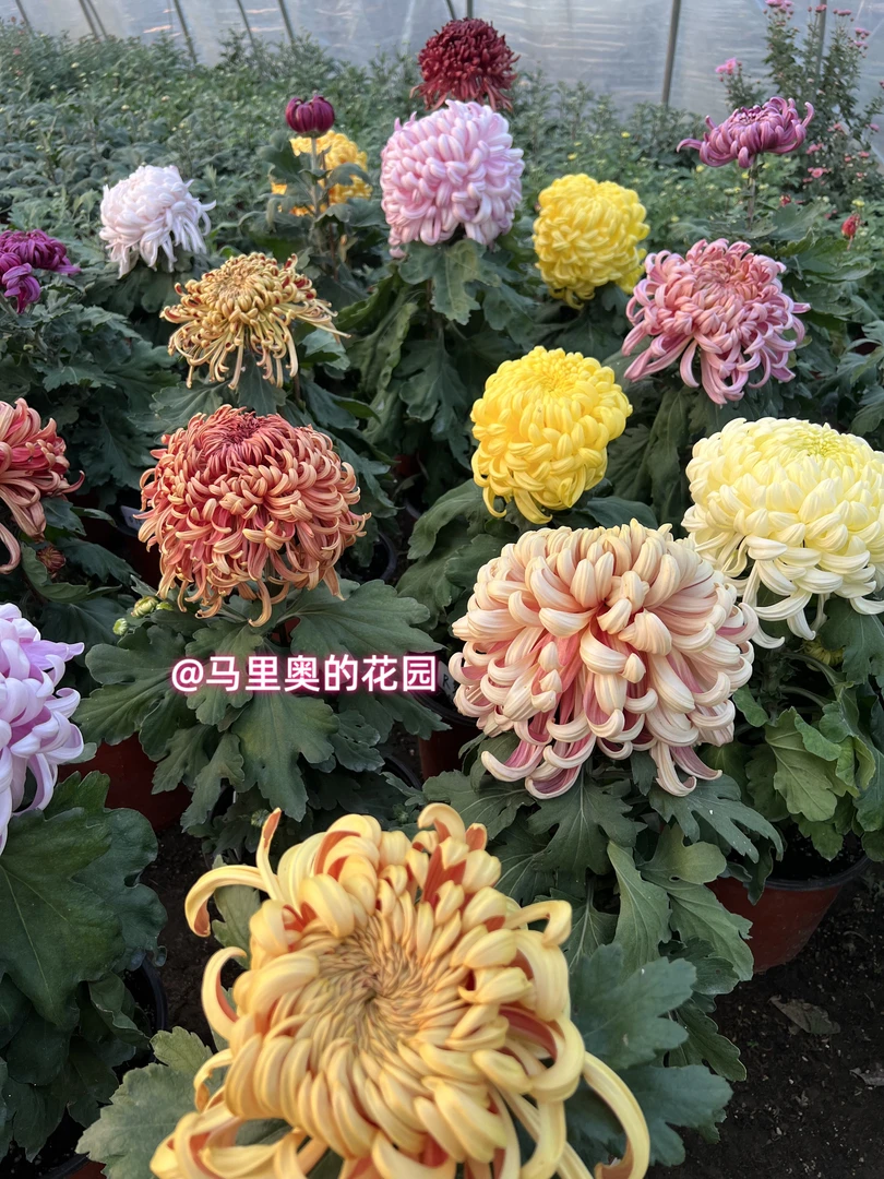 【独本菊】传统大菊盆栽九月菊 室外庭院阳台新手多年生草本花卉