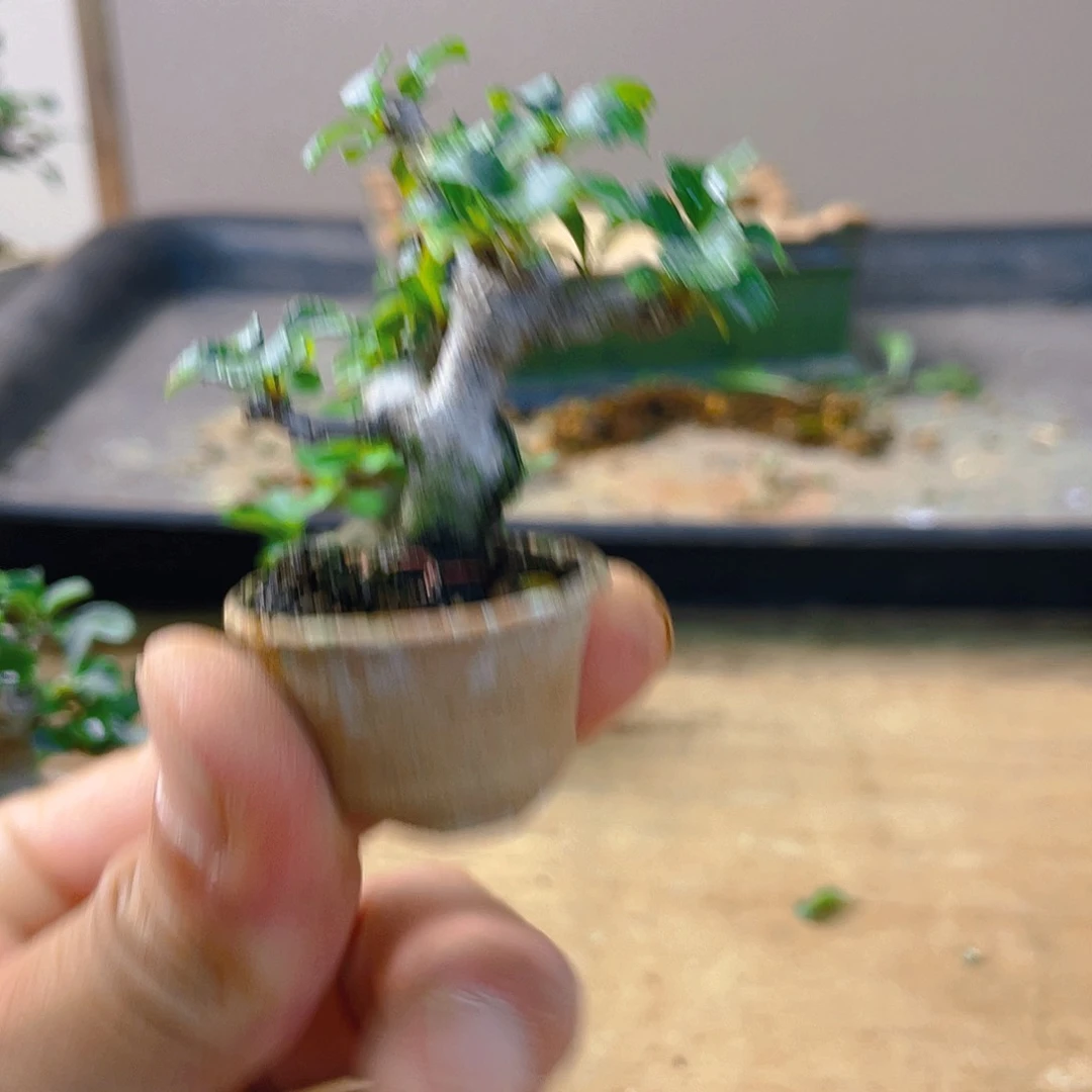 无花朵宁*远长寿梅花开富贵吉祥