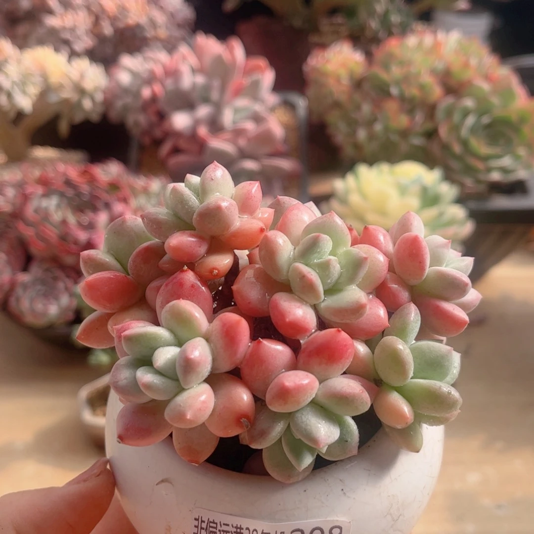 208拉丝雨德华多肉